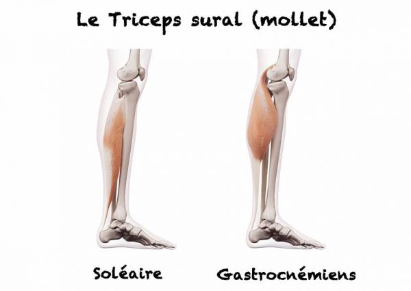 triceps sural