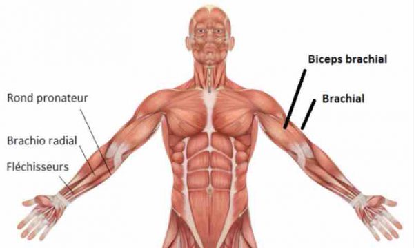 biceps curl barre