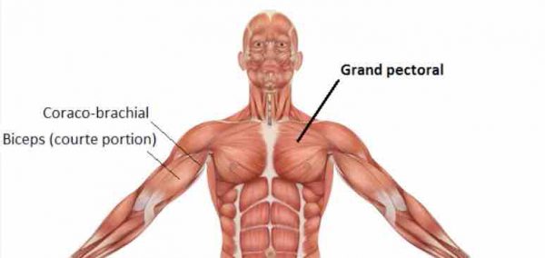 pectoraux pec deck