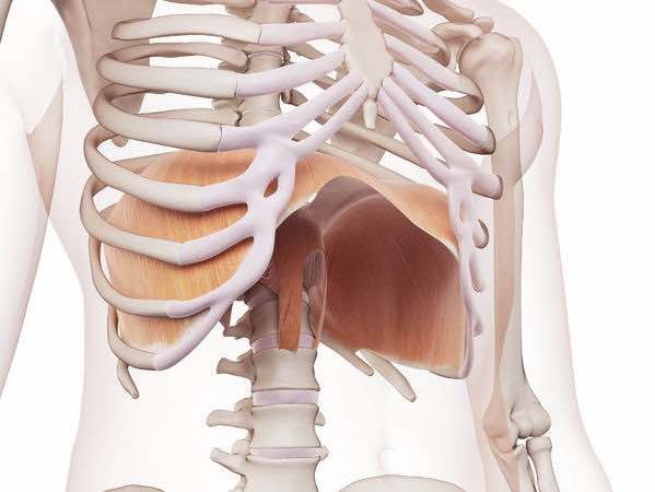 diaphragme