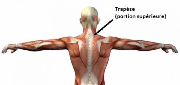 shrug muscle trapeze