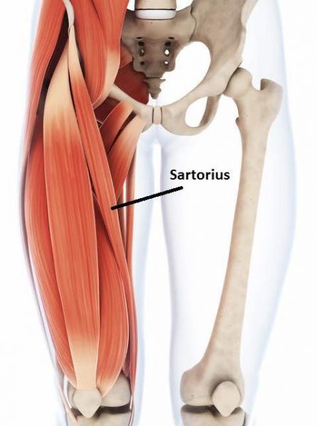 muscle sartorius