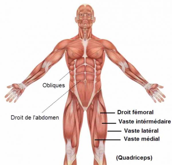 exercice power clean musculation quadriceps