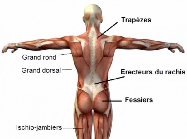 Muscles sollicités dos power clean
