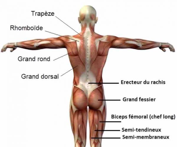 muscles ischio-jambiers soulevé de terre