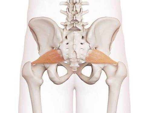 muscle piriforme