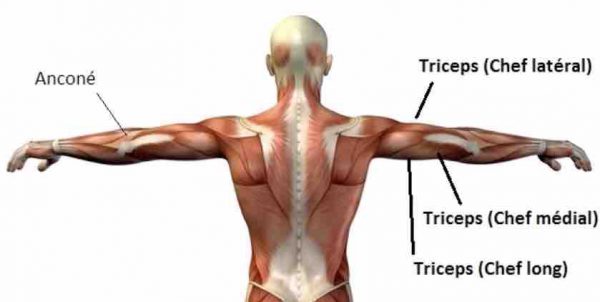 muscle triceps exercice barre au front