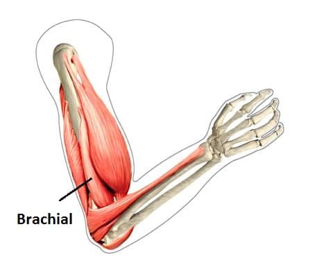 Opera pay Estate Muscle brachial (antérieur) : Anatomie, Renforcement, Etirement...