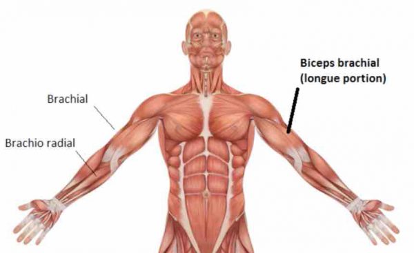 exercice biceps curl incliné
