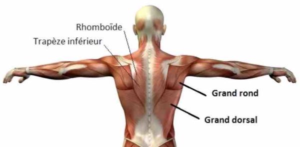 tirage nuque muscles grand rond grand dorsal