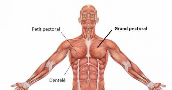 pull over musculation pectoraux