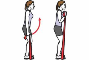 musculation supinateur
