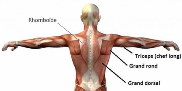 pull-over musculation dos