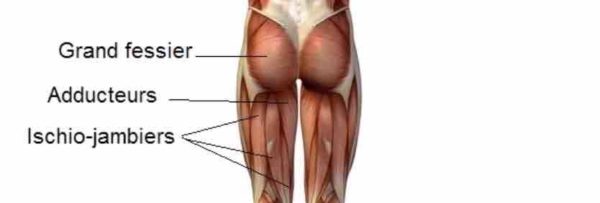 presse musculation jambes