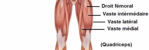 musculation des quadriceps à la presse