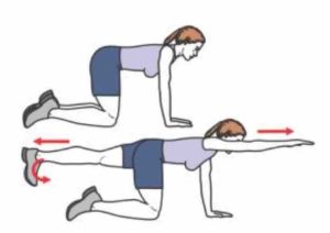 gainage superman 4 pattes