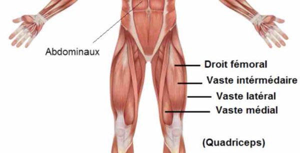 squat bulgare quadriceps