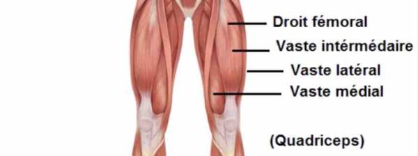 sissy squat quadriceps