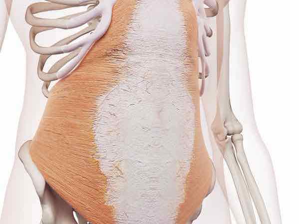 Anatomie musculaire et fonctionnelle du corps humain