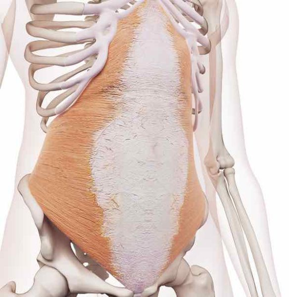 muscle transverse