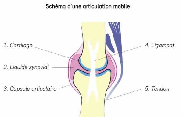 schema articulation