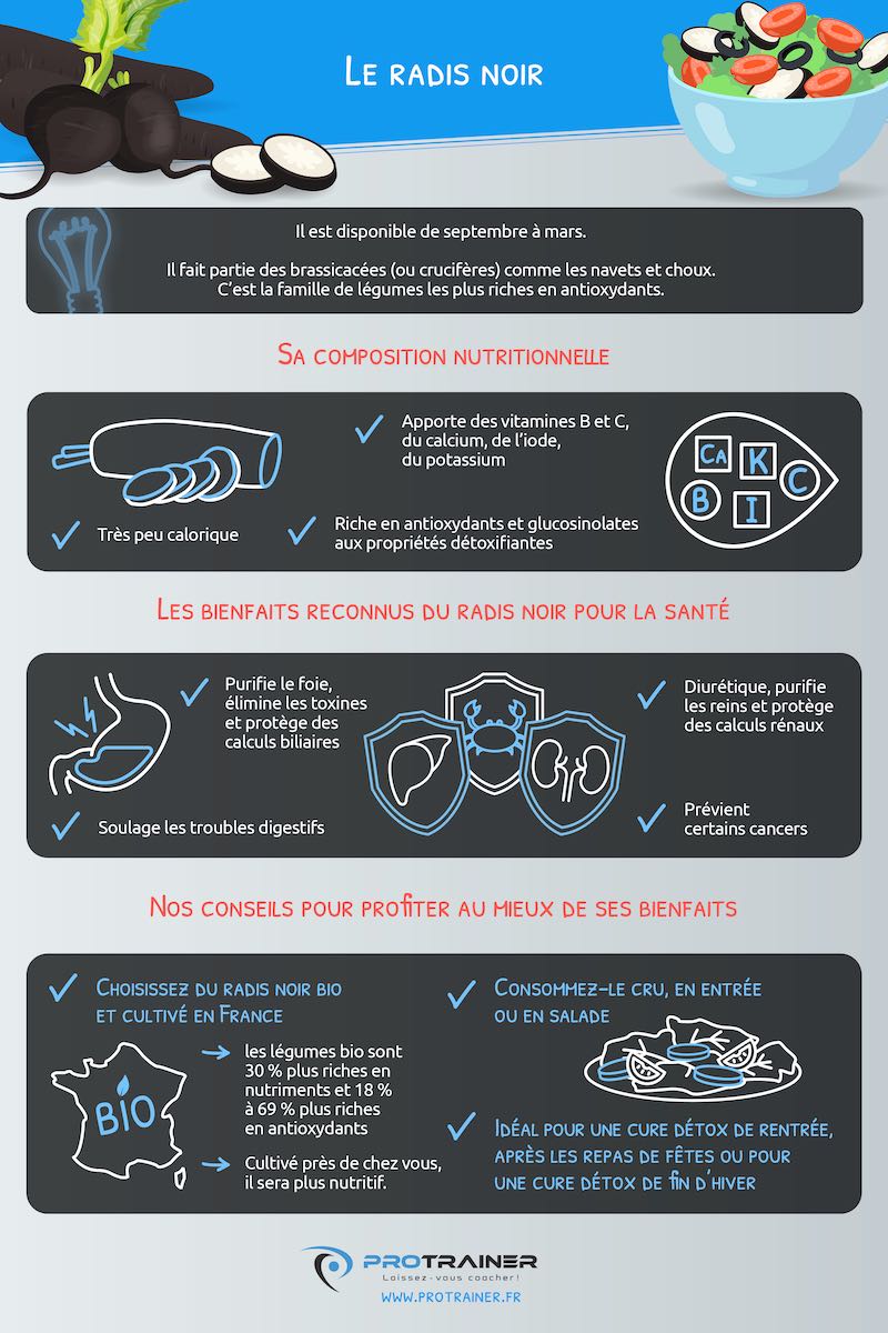 infographie radis noir