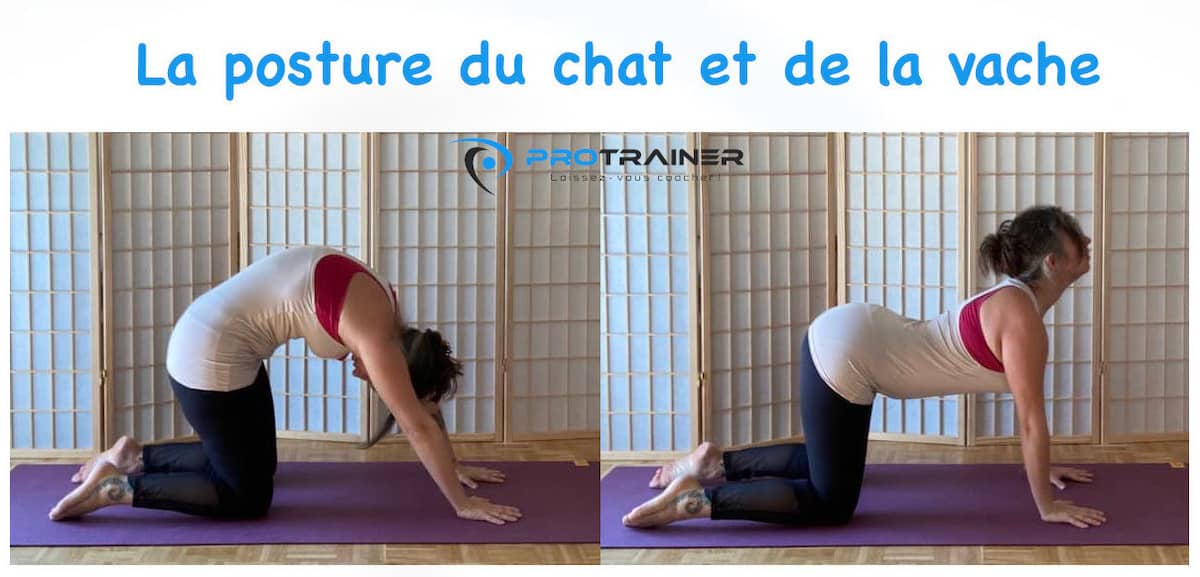 posture chat vache yoga